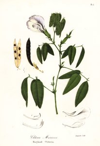 Sommerfugleært, atlantiske duevinger eller Maryland clitoria, Clitoria mariana af Endicott Endicott
