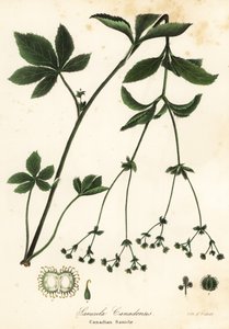 Canadisk Blacksnakeroot eller Canadisk Sanicle, Sanicula canadensis af Endicott Endicott