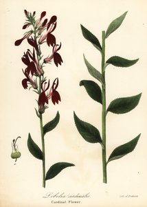 Kardinalblomst, Lobelia cardinalis af Endicott Endicott