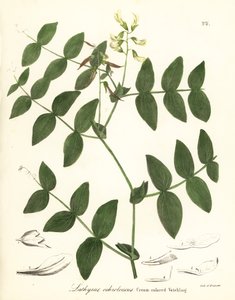 Flødeært eller cremefarvet vikke, Lathyrus ochroleucus af Endicott Endicott