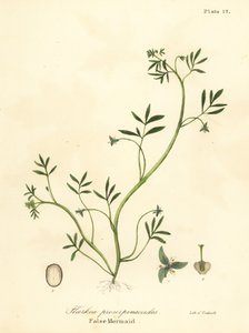 Falsk havfrue, Floerkea proserpinacoides af Endicott Endicott