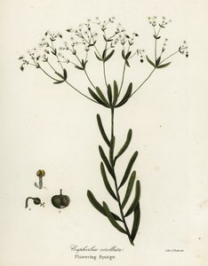 Blomstrende spurge, Euphorbia corollata af Endicott Endicott