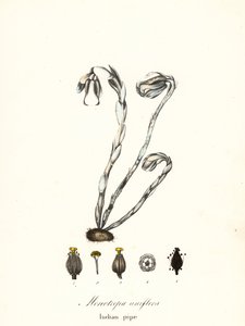 Spøgelsesplante, spøgelsespibe, indisk pibe eller ligplante, Monotropa uniflora