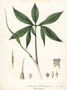 Grøn drage eller dragen-rod, Arisaema dracontium