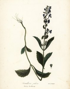 Behåret kalot, Scutellaria elliptica (Scutellaria pilosa) af Endicott Endicott