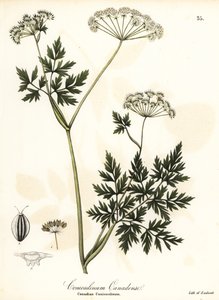 Hemlock-persille af Endicott Endicott