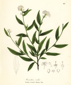 Jersey-te, Ceanothus herbaceus (Smalbladet Jersey-te, Ceanothus ovalis) af Endicott Endicott