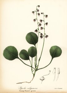 Liverblad vintergrøn, mose vintergrøn eller lyserød vintergrøn, Pyrola asarifolia (sump vintergrøn, Pyrola uliginosa) af Endicott Endicott