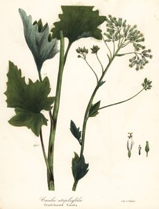 Bleg indisk plantain, Arnoglossum atriplicifolium (orangebladede cacalia, Cacalia atriplicifolia) af Endicott Endicott