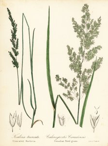 Præriekileskæl, Sphenopholis obtusata og canadisk rørgræs, Calamagrostis canadensis af Endicott Endicott