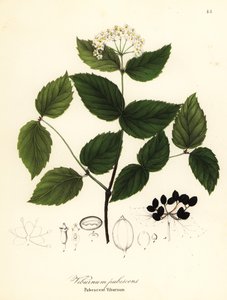 Pubescent viburnum, viburnum pubescens af Endicott Endicott