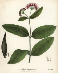 Lilla mælke- eller mørkblomstret silke-ukrudt, Asclepias purpurascens