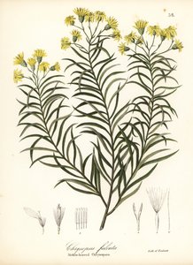 Seglbladet silkegræs eller seglbladet gylden aster, Pityopsis falcata (seglbladet chrysopsis, Chrysopsis falcata)