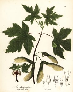 Sølv ahorn, Acer saccharinum (sølvbladet ahorn, Acer dasycarpum)