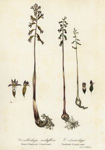 Plettet koralrod, Corallorhiza maculata og faldkoralrod, Corallorhiza odontorhiza (mangeblomstret koralrod, Corallorhiza multiflora og tandkoralrod, C af Endicott Endicott