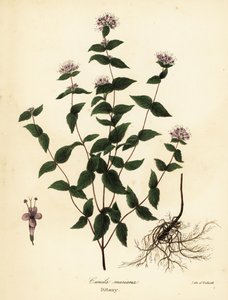 Stenmynte, frostmynte, dittany og amerikansk dittany, Cunila origanoides (Cunila mariana) af Endicott Endicott