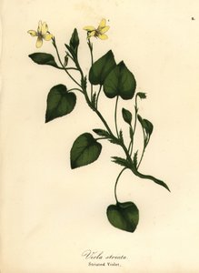 Stribet cremeviolet, cremet violet eller stribet violet, Viola striata af Endicott Endicott