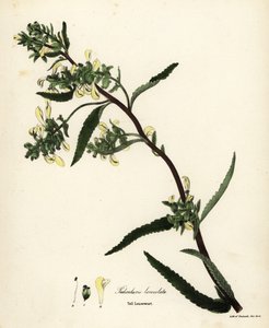 Høj lusseurt eller sumplusurt, Pedicularis lanceolata af Endicott Endicott