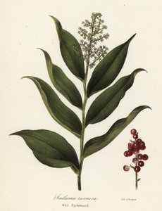 Treacleberry, Maianthemum racemosum (Wild spikenard, Smilacina racemosa) af Endicott Endicott