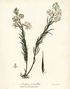 Hvirvelmælke, østlig hvirvler, padderok eller hvirvelbladet svaleurt, Asclepias verticillata af Endicott Endicott