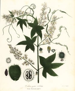Vild agurk, stikkende agurk, bur agurk eller vild balsamæble, Echinocystis lobata