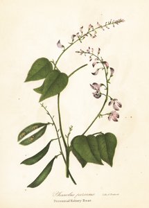 Vild kidneybønne, Phaseolus polystachios (flerårig kidney-bønne, Phaseolus perennis)