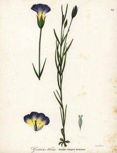 Vindmøllefrynset ensian, Gentianopsis detonsa (Småfrynset gentiana, Gentiana detonsa) af Endicott Endicott