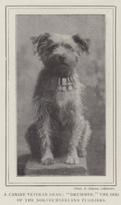 En hundeveteran død, trommeslager, hunden fra Northumberland Fusiliers af English Photographer