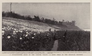 En karakteristisk scene i Yangtse-dalen, en valmuemark i Szechuan-provinsen af English Photographer