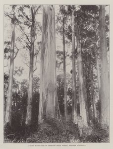 Et kæmpe Karri-træ i Denmark Hills Forest, Western Australia