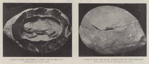 En tudse i flint af English Photographer