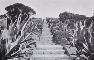 Lidt i haven ved Tresco (s/h-billede) af English Photographer