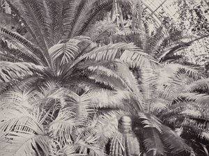 En gruppe cykader i palmehuset på Kew (s/h-foto) af English Photographer