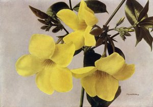 Allamanda Schottii Hendersonii (farvefoto) af English Photographer