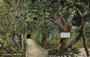 Gamle figenhaver i Tarring, Worthing, Sussex, der hævder at have det ældste figentræ i England, plantet af Thomas Becket (foto) af English Photographer