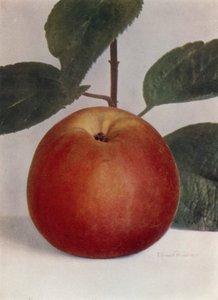 Æble, Baumann