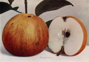 Apple, James Grieve (farvefoto) af English Photographer