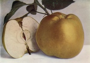Apple, Lord Derby (farvefoto) af English Photographer