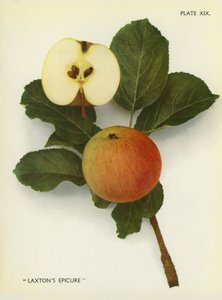 Æbler fra England: Laxton