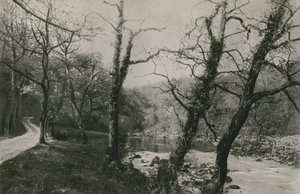 Bolton Woods af English Photographer