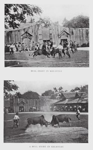 Tyrekamp i Kelantan (s/h foto) af English Photographer