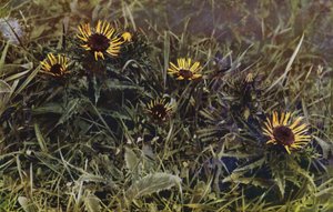 Carline tidsler (foto) af English Photographer
