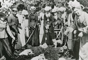 Katteudstilling i Royal Botanic Gardens, Westminster, i 1900 af English Photographer