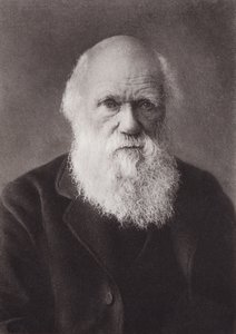 Charles Darwin, portræt, ca 1880 (s/h-foto) af English Photographer
