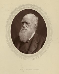 Charles Robert Darwin af English Photographer