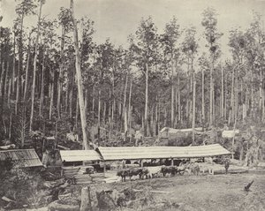 Childers Savværk, Gippsland af English Photographer