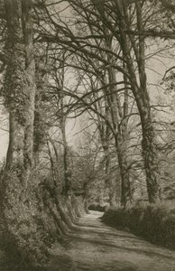 Cockington Lane, Devonshire, nær Torquay af English Photographer
