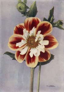 Collerette Dahlia, Gallia (farvefoto) af English Photographer
