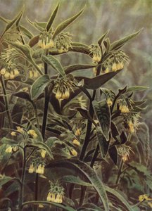 Comfrey (foto) af English Photographer