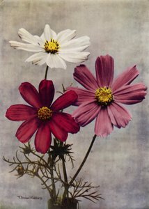 Cosmos Bipinnatus (farvefoto) af English Photographer